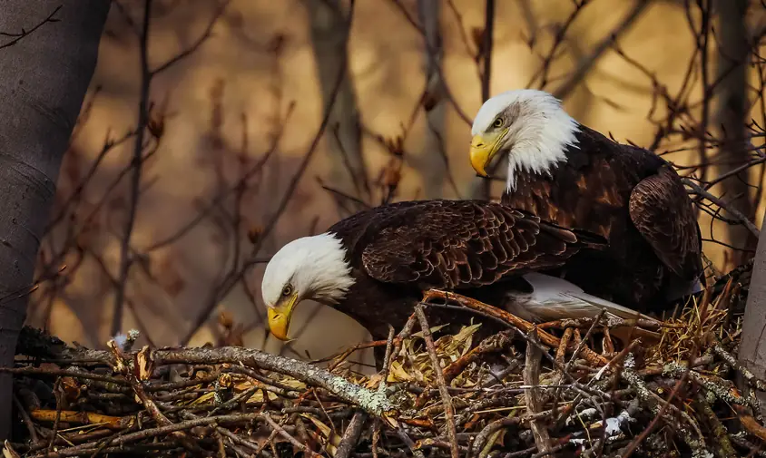 Pair of bald eagles in a nest