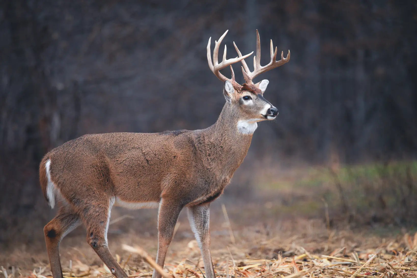 White-tailed deer standing in a field looking to the right