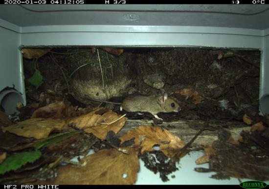 HyperFire 4K Professional White Flash Small Mammal Camera