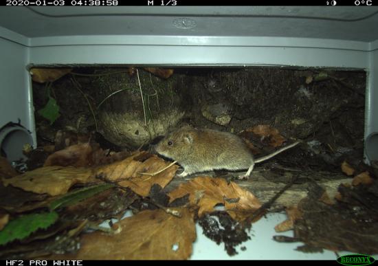 HyperFire 4K Professional White Flash Small Mammal Camera