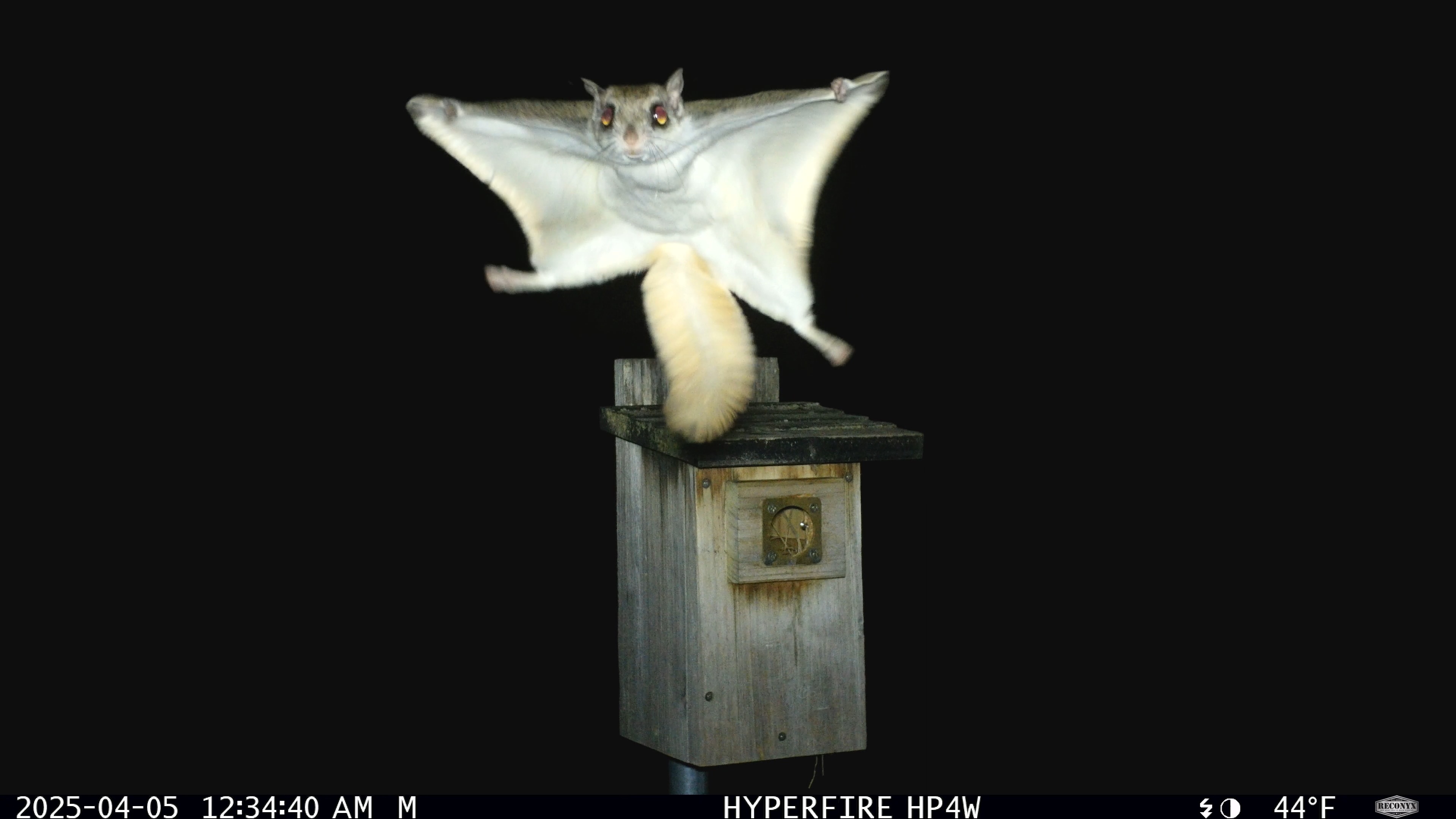 public/www/showcase/hyperfire-4k-professional-white-flash-camera/FromDoug/DarrelFlyingSquirrel.jpg