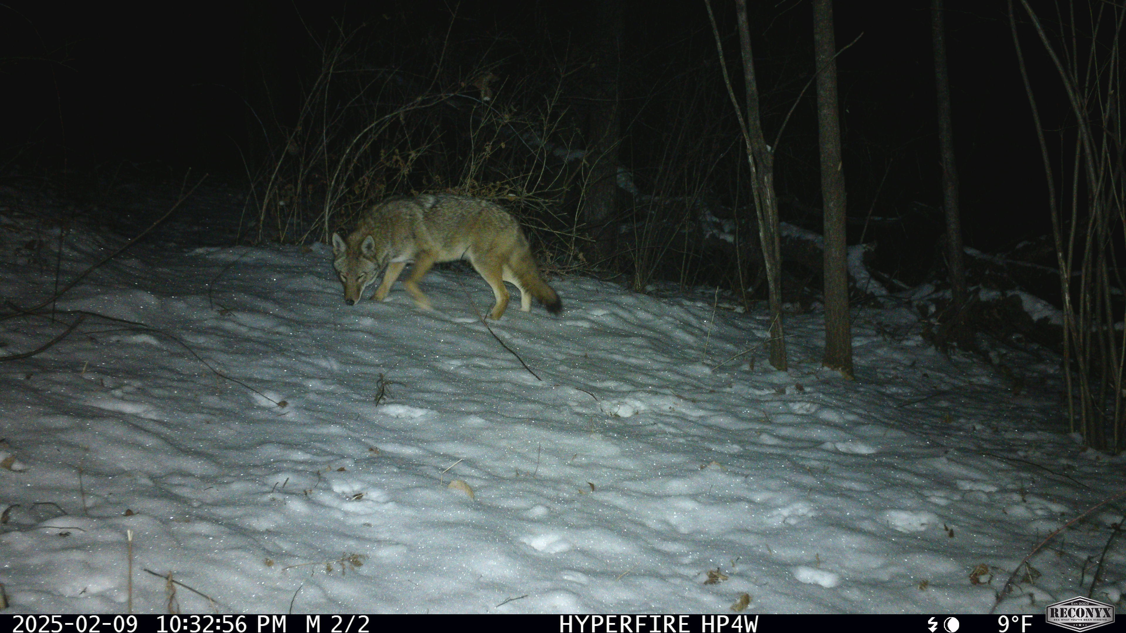 public/www/showcase/hyperfire-4k-professional-white-flash-camera/FromDoug/night_coyote.jpg