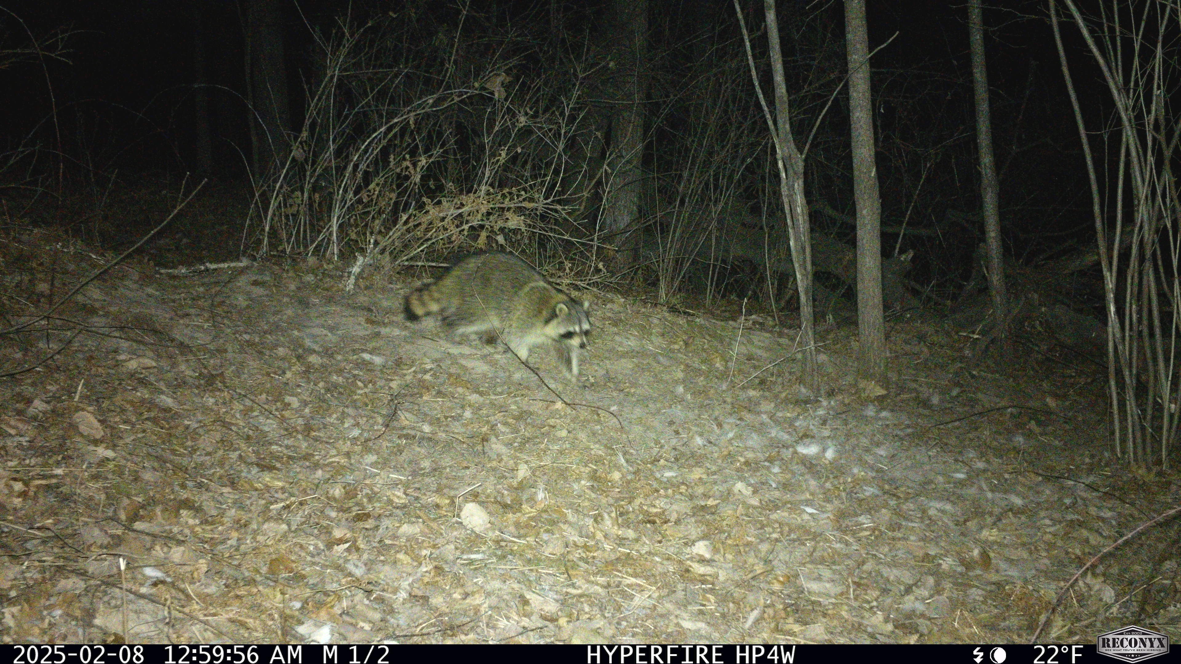 public/www/showcase/hyperfire-4k-professional-white-flash-camera/FromDoug/public_www_showcase_contest1_non-deer_night_pics_non_deer_night_darrel_2.jpg